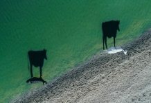 Закят со скота: коровы на берегу