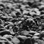 Шейх Ибн Баз: Малое многобожие