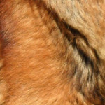 Шейх Ибн Баз: Что делать, если прикоснулся к собаке?