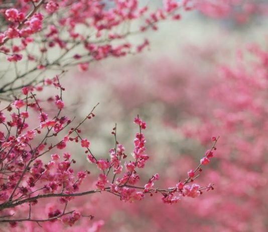 Вишня расцветает еще больше радуя в праздник Курбан айт