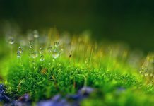 Мягкость сердца