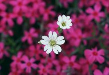 Шейх Ибн Баз: Когда пост в месяц Рамадан становится обязательным для девочки? Маленький цветок как маленькая девочка