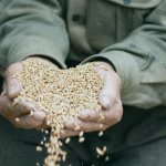 Шейх Мукбиль: Можно ли выдавать закят аль-фитр деньгами? Зерна, которыми дается закят фитр - а можно ли давать деньгами?