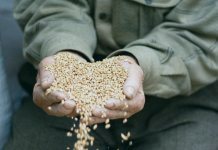 Зерна, которыми дается закят фитр - а можно ли давать деньгами?