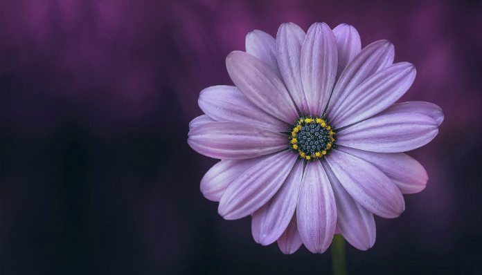 Женщины как цветы