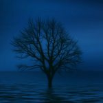 Одинокое дерево (будто бойкот)