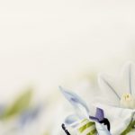 Опровержение тем, кто запрещает дуа «да хранит его Аллах» за правителя — шейх Мухаммад Умари