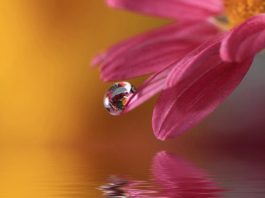 (ВИДЕО) Упование на Аллаха не отменяет причины — Имам ибн Баз