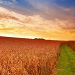 Шестьдесят лет с правителем-тираном лучше, чем одна ночь без правителя — Ибн Таймия