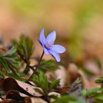 Довольство Аллаха превыше всего